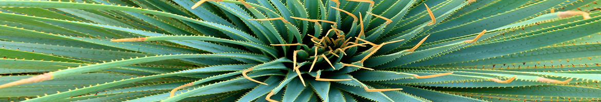 green yucca plant with serrated leaves